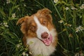 Concept of pets in nature. Aussie in field with daisies smiles with tongue sticking out. Portrait of Australian shepherd dog of