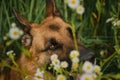 Concept of pets in nature. Beautiful look of smart thoroughbred dog, muzzle sticking out of grass. Portrait of German shepherd of