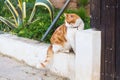 Concept of pets - Orange and white tabby cat with collar outdoor Royalty Free Stock Photo