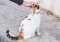 Concept of pets - Orange and white tabby cat with collar outdoor Royalty Free Stock Photo