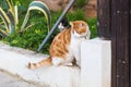 Concept of pets - Orange and white tabby cat with collar outdoor Royalty Free Stock Photo