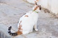 Concept of pets - Orange and white tabby cat with collar outdoor Royalty Free Stock Photo