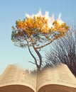 Moses at burning bush tree gods presence Royalty Free Stock Photo