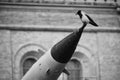 Concept photo of a crow sitting on the end of a military missile. A symbol of anxiety, war, peace. Anxious feelings about the fate