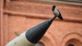 Concept photo of a crow sitting on the end of a military missile. A symbol of anxiety, war, peace. Anxious feelings about the fate