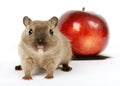 Concept photo of a rodent by healthy red apple