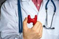 Concept photo of study or diagnosis in endocrinology. Doctor in white holds in his hand model of human thyroid gland, showing pati