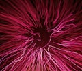 Concept of pink fiber optic light effect. Luminescent magenta sea anemone pattern. Closeup of bright neon electric Royalty Free Stock Photo