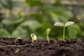 Concept of plant growth and cropping. Trees growing on fertile soils Royalty Free Stock Photo