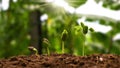 Concept of plant growth and cropping. Trees growing on fertile soils Royalty Free Stock Photo