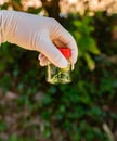 Concept Plant tissue culture,Plant genetic testing In the university garden.Observation of the growth of experimental plants in Royalty Free Stock Photo