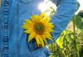 The concept of pleasant nature walks and summer mood. A sunflower flower in the pocket of a blue jacket against the background of