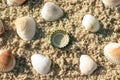The concept of pollution of the planet, the bottle cap lies among the shells on the sand, layout Royalty Free Stock Photo