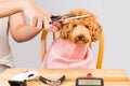 Concept of poodle dog fur being cut and groomed in salon Royalty Free Stock Photo