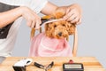 Concept of poodle dog fur being cut and groomed in salon Royalty Free Stock Photo