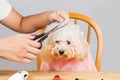 Concept of poodle dog fur being cut and groomed in salon Royalty Free Stock Photo