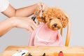 Concept of poodle dog fur being cut and groomed in salon Royalty Free Stock Photo