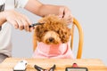 Concept of poodle dog fur being cut and groomed in salon Royalty Free Stock Photo