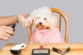 Concept of poodle dog fur being cut and groomed in salon Royalty Free Stock Photo