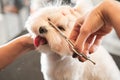 Model haircut of a dog& x27;s hair with special scissors
