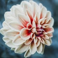 Concept of postcard with Dahlia single flower Royalty Free Stock Photo