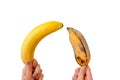 Concept of a potency. Compare of small and big penis. Woman hands holding two types of banana isolated on white background. Royalty Free Stock Photo