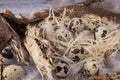 View of the nest in which the quail eggs lie, between the branches of a tree. Diet product and organic food. Homemade quail eggs Royalty Free Stock Photo