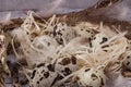 View of the nest in which the quail eggs lie, between the branches of a tree. Diet product and organic food. Homemade quail eggs Royalty Free Stock Photo