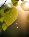 Concept of rain, sun, water and green leaves on a tree. Drops of water shimmer in the backlight Royalty Free Stock Photo