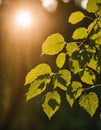 Concept of rain, sun, water and green leaves on a tree. Drops of water shimmer in the backlight Royalty Free Stock Photo