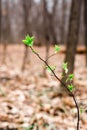 The concept of rebirth and thirst for life. Lonely branch with blossoming leaves on the background of a lifeless forest.