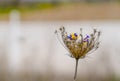 Concept of reborn, colorful flowers in a dry one