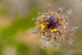 Concept of reborn, colorful flowers in a dry one