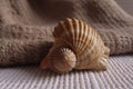 concept relaxation color brown light gently towels stack lies shell close seashell