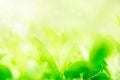 Concept relaxation and natural healing,close-up light green leaves and sunlight,blurred backgrounds,beautiful nature bokeh in park Royalty Free Stock Photo