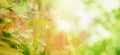 Concept relaxation and natural healing,close-up light green leaves and sunlight,blurred backgrounds,beautiful nature bokeh in park Royalty Free Stock Photo