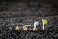 Concept of seed germination in the ground Royalty Free Stock Photo