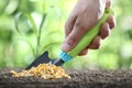 Concept of seeding, hand with tool, corn seeds in soil, close up