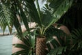 Serene Tropical Palm Leaf.AI Generated