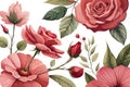 Set watercolor elements of roses collection garden red, burgundy flowers, leaves, branches, botanic illustration isolated on white Royalty Free Stock Photo