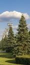 Concept shot of evergreen trees and street lamp posts. City