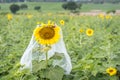 Sunflower in a veil of the bride in the field