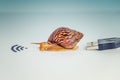 Concept of slow internet, snail and wifi Royalty Free Stock Photo