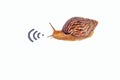 Concept of slow internet, snail and wifi Royalty Free Stock Photo