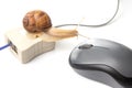 The concept of slow internet and working with a computer. Snail on the background of Internet wires and a computer mouse Royalty Free Stock Photo