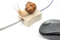 The concept of slow internet and working with a computer. Snail on the background of Internet wires and a computer mouse Royalty Free Stock Photo