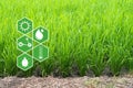 Concept of smart agriculture and modern technology.rice field with agriculture icon Royalty Free Stock Photo