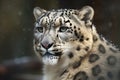 Snow leopard large rare cats in natural environement. Generative AI