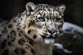 Snow leopard large rare cats in natural environement. Generative AI