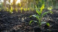 Concept Soil Health, Carbon Sequestration and Biochar Science Royalty Free Stock Photo